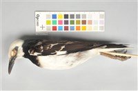 藏品(黑領椋鳥)的圖片